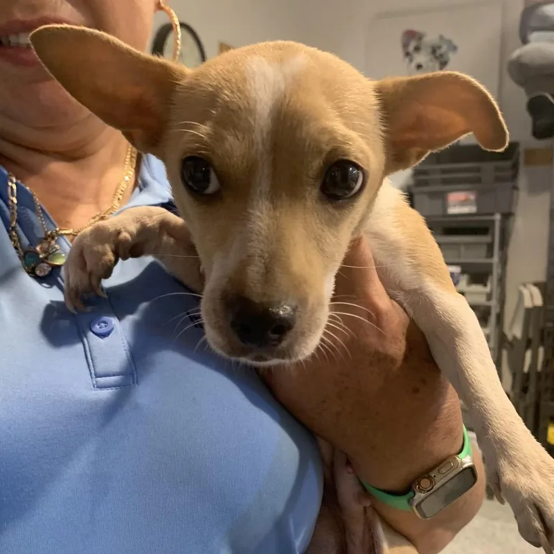 An adult small-sized female Yellow / Tan / Blond / Fawn Chihuahua dog named Baby for adoption in Houston, TX
