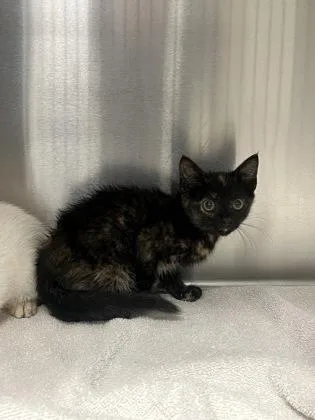 A baby small-sized female Domestic Short Hair cat named Tiki for adoption in Memphis, TN