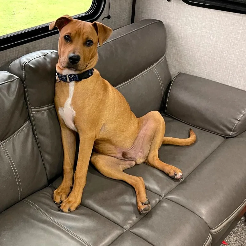 A baby medium-sized male Red / Chestnut / Orange Pit Bull Terrier dog named Alfie for adoption in Dallas, TX