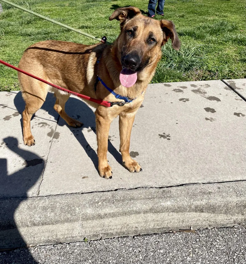 A young medium-sized male German Shepherd Dog dog named Harvey for adoption in Centreville, VA