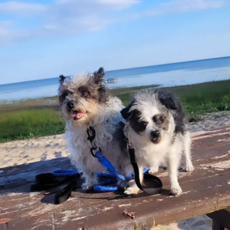 Lady  Bonded W thumbnail 2