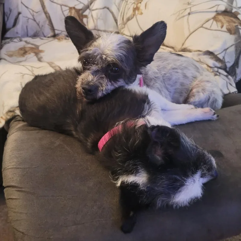 Lady  Bonded W thumbnail 3