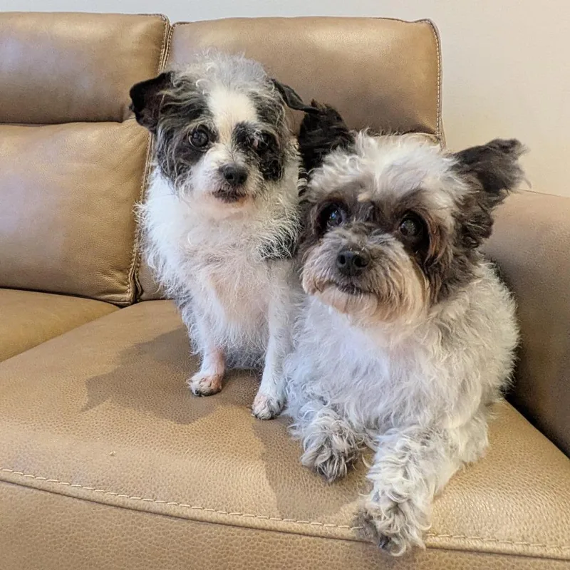 Lady  Bonded W thumbnail 4