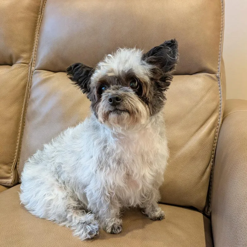 Lady  Bonded W thumbnail 6