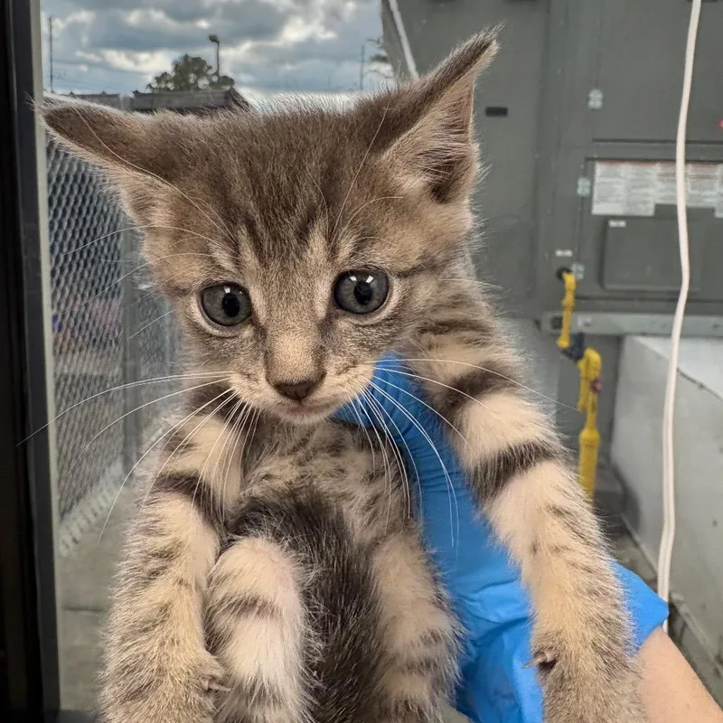 A baby small-sized female Gray / Blue / Silver Domestic Short Hair cat named Kicky Kicky Girl for adoption in Columbiana, AL