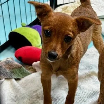 A baby small-sized female Red / Chestnut / Orange Mixed Breed dog named Phoebe for adoption in Poplar Bluff, MO