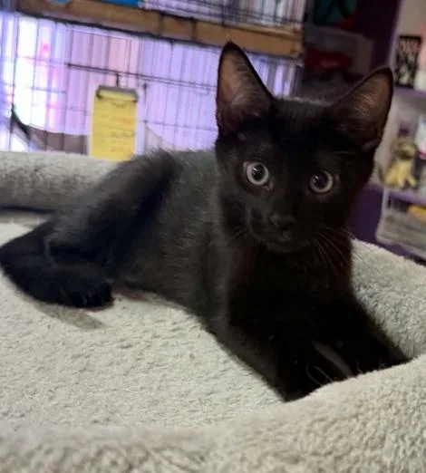 A baby medium-sized male Black Bombay cat named Hawkeye for adoption in Waxahachie, TX