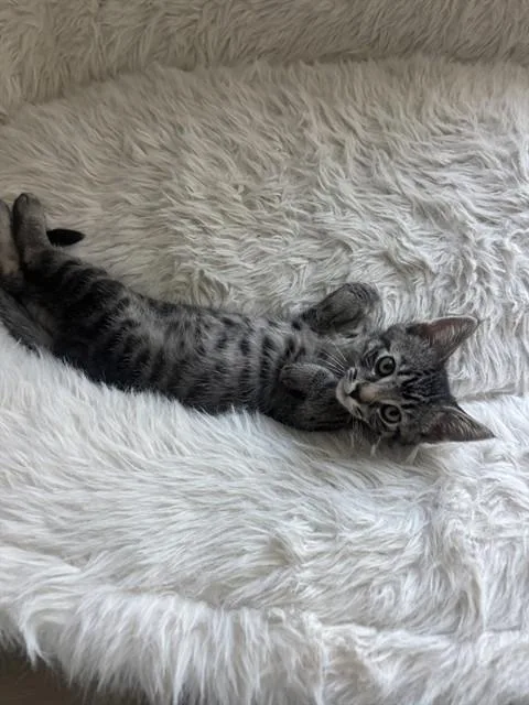 A baby small-sized male Domestic Short Hair cat named Kylo for adoption in Tustin, CA