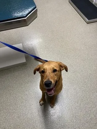 An adult large-sized female Labrador Retriever dog named Millie for adoption in Pequot Lakes, MN