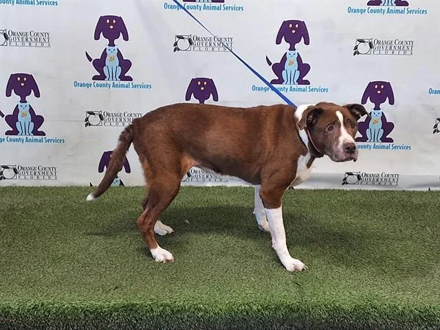A senior large-sized female Pit Bull Terrier dog named Nala for adoption in Orlando, FL