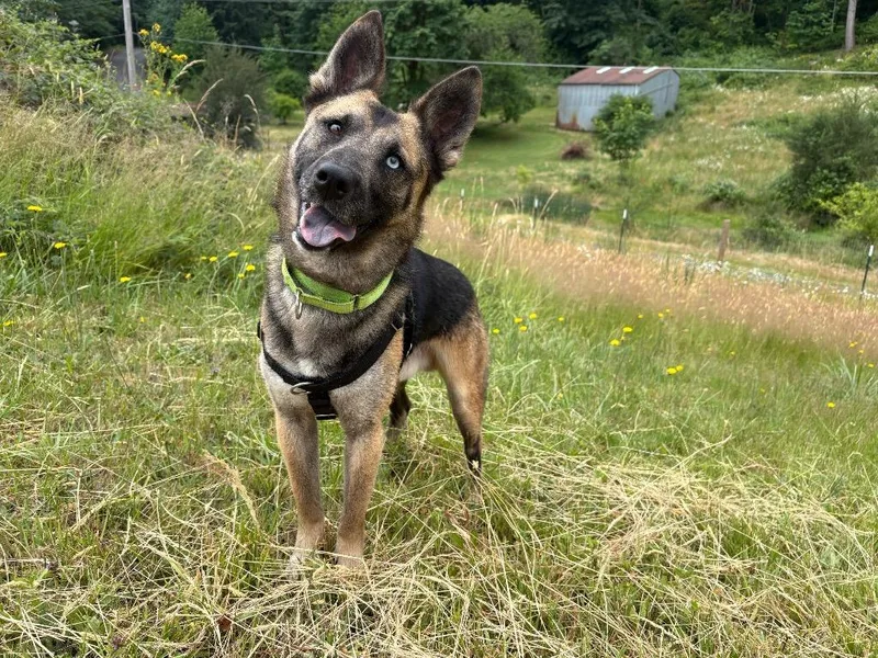 A young medium-sized male Shepherd dog named Marty for adoption in St. Helens, OR