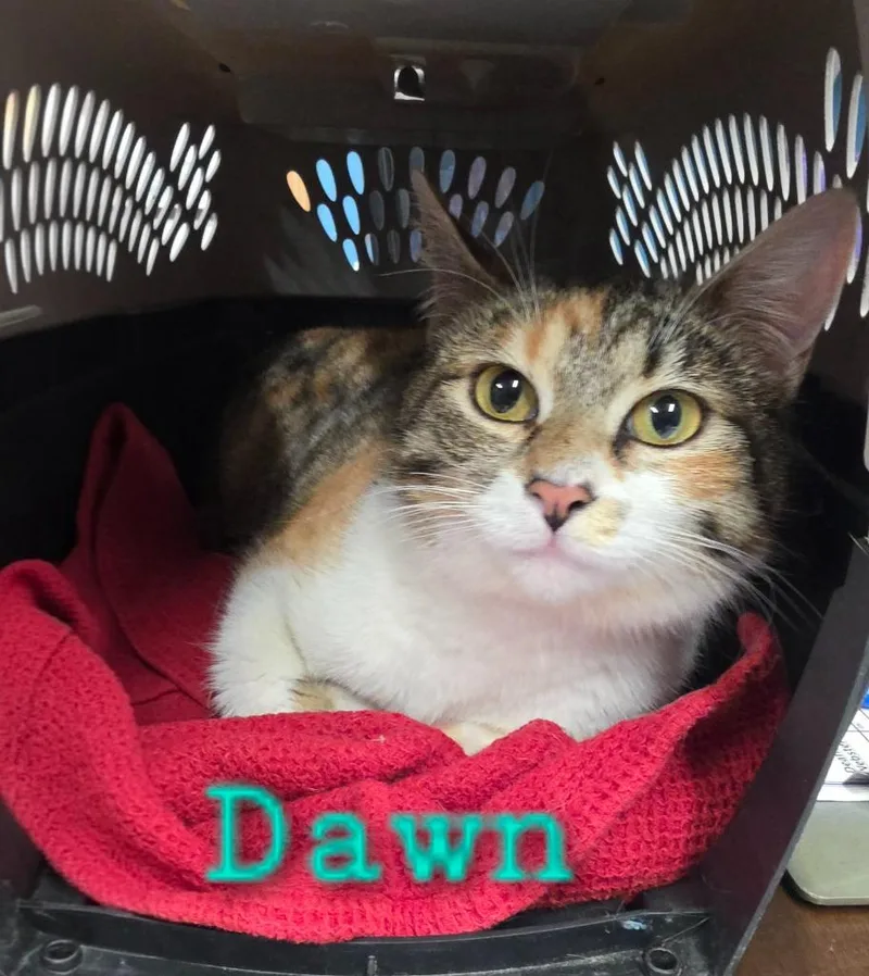 Dawn