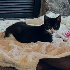 A baby medium-sized male Black & White / Tuxedo Domestic Short Hair cat named Bandit for adoption in Springfield, OR