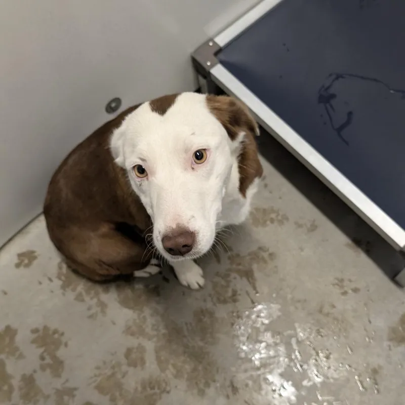A young small-sized female Brown / Chocolate Mixed Breed dog named Found Dog for adoption in Buffalo, WY