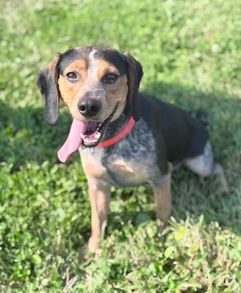 An adult small-sized male Tricolor (Brown, Black, & White) Beagle dog named Frank for adoption in Wapakoneta, OH