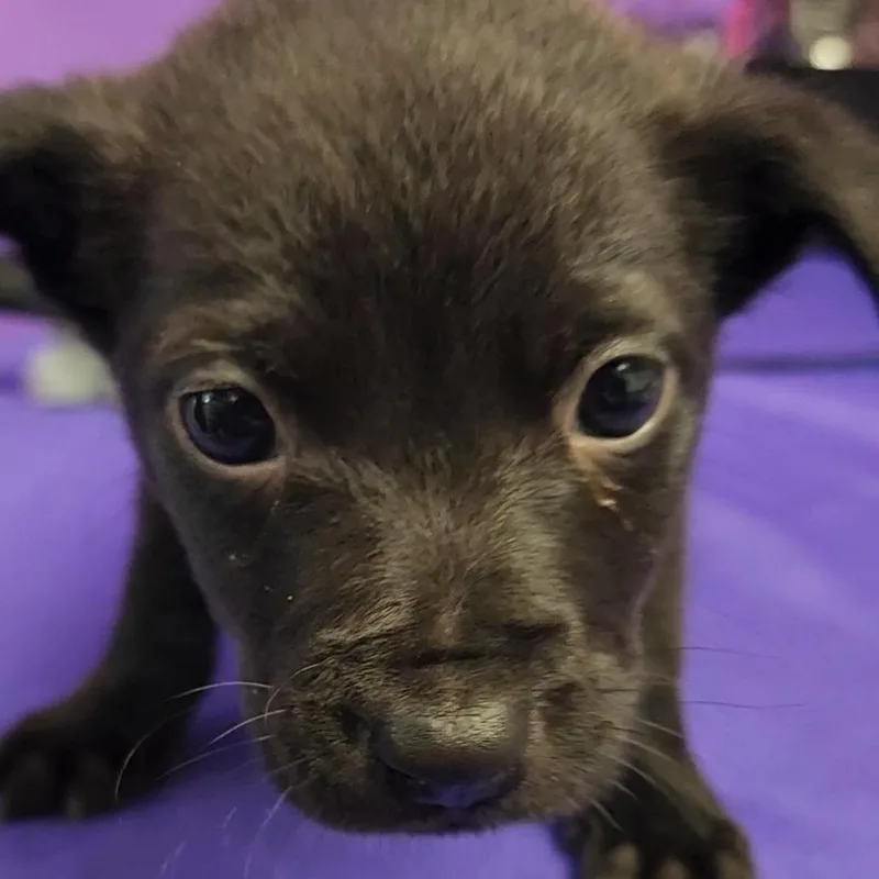 A baby small-sized male Black Mixed Breed dog named Norbit for adoption in North Myrtle Beach, SC
