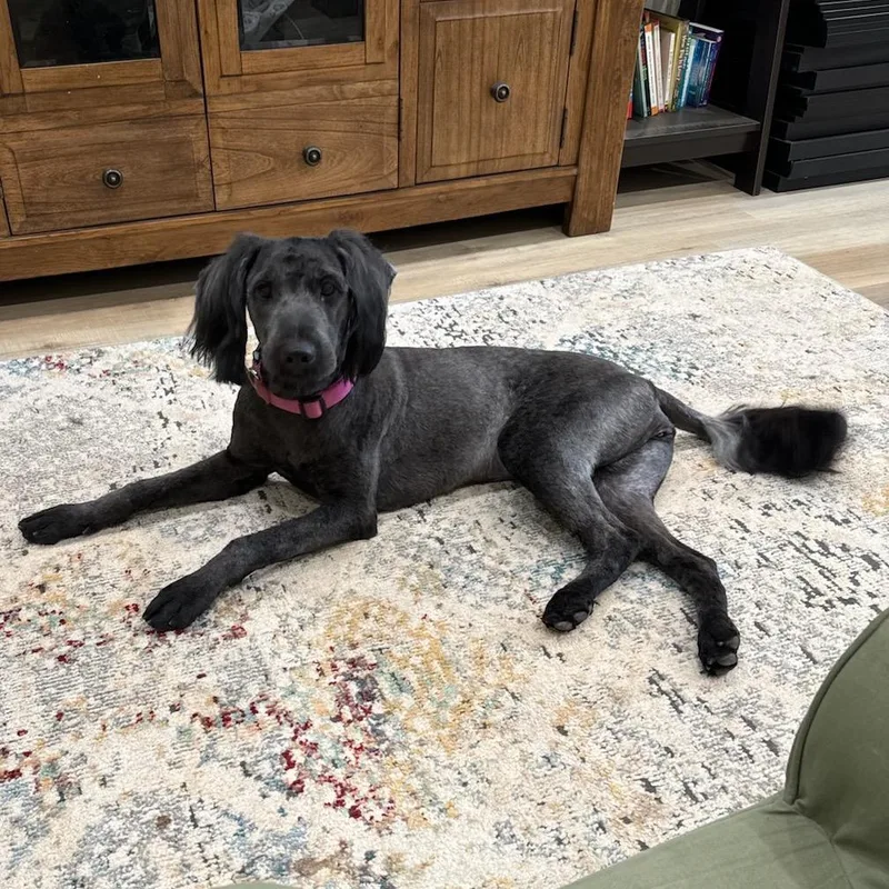 An adult medium-sized female Gray / Blue / Silver Standard Poodle dog named Coco for adoption in Pineville, MO