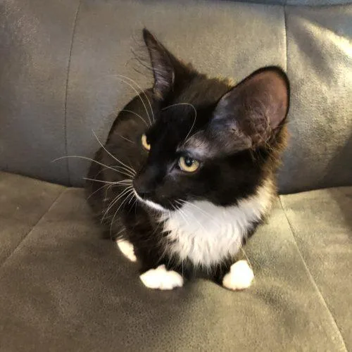 A young small-sized male Black Domestic Long Hair cat named Herbie for adoption in Seven Valleys, PA