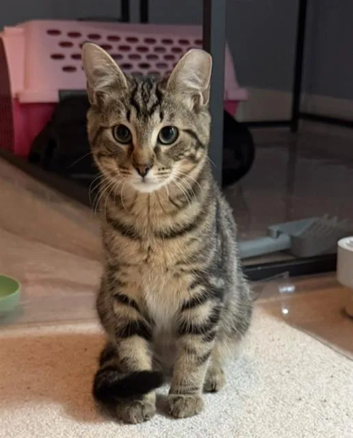 A baby small-sized male Domestic Short Hair cat named Tony Rigatoni for adoption in Charlotte, NC