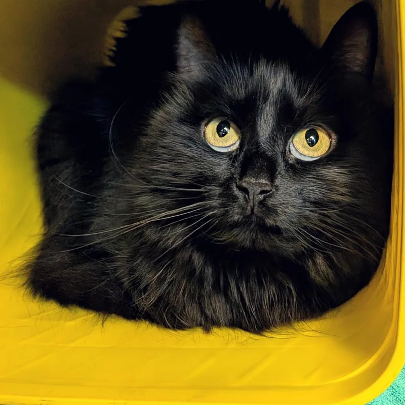 An adult large-sized female Black Domestic Short Hair cat named Hestu for adoption in Springfield, MA