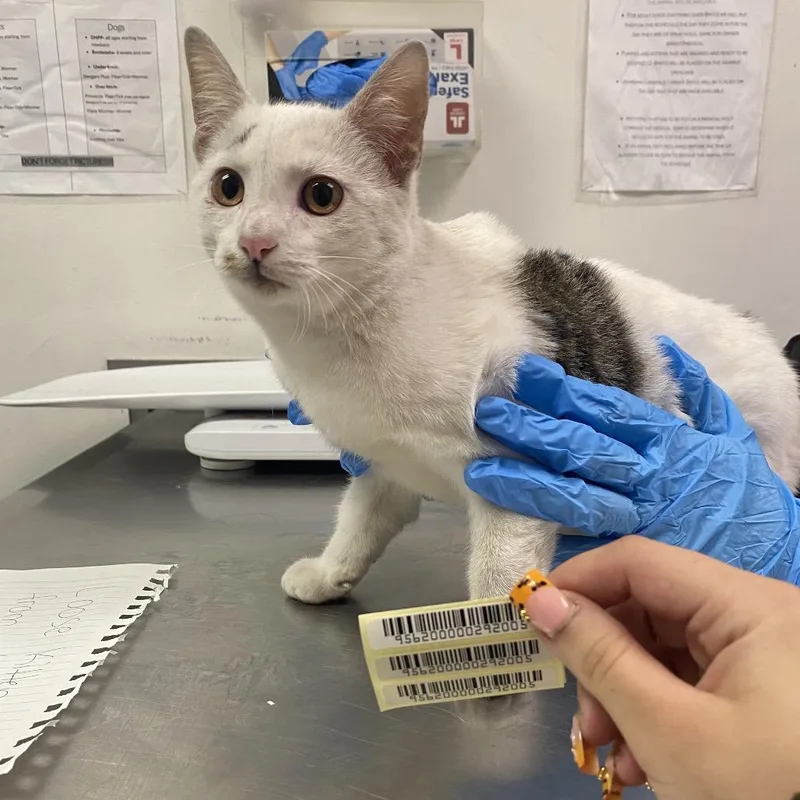 A young small-sized male Domestic Medium Hair cat named Tim Curry for adoption in Charleston, WV