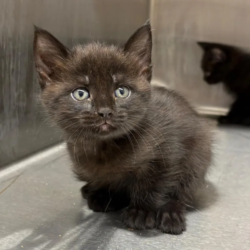 A baby small-sized female Black Domestic Short Hair cat named Scone for adoption in Morganton, NC