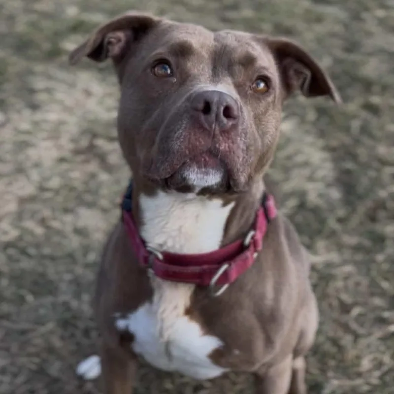 An adult medium-sized female Brown / Chocolate English Bulldog dog named Nala for adoption in Marysville, OH