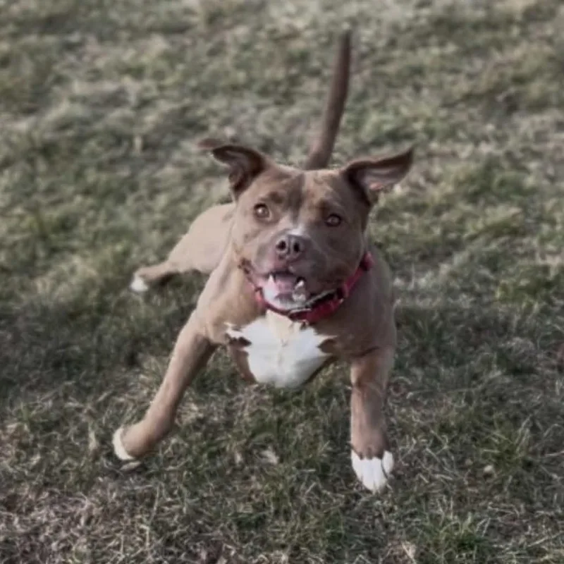 Nala thumbnail 2