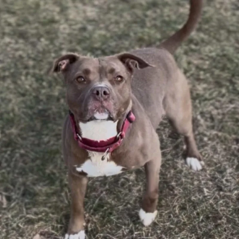 Nala thumbnail 4