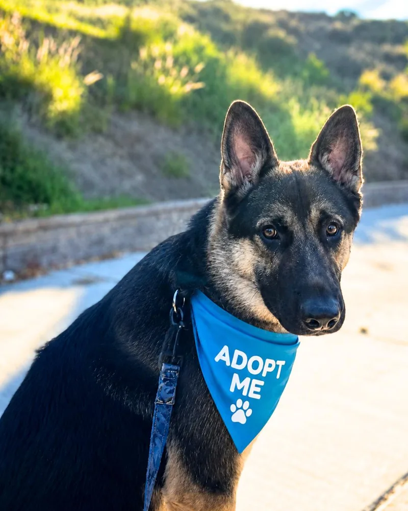 A young large-sized male German Shepherd Dog dog named Apollo for adoption in Valley Village, CA