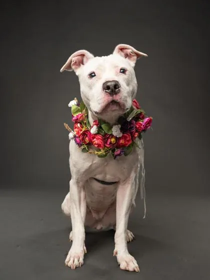 An adult large-sized female Pit Bull Terrier dog named Kali for adoption in Atlanta, GA