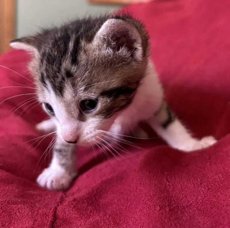 A young medium-sized female White Domestic Short Hair cat named Forest Fairy for adoption in Fort Collins, CO