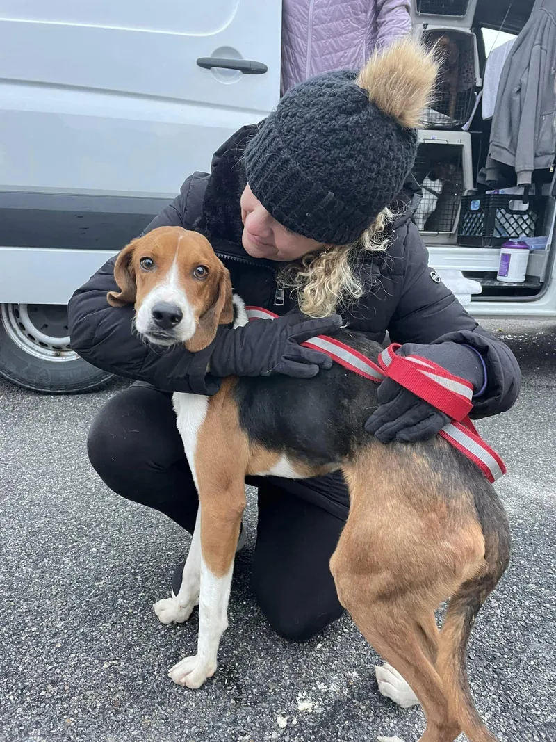 An adult medium-sized male Hound dog named Randy for adoption in Holbrook, NY