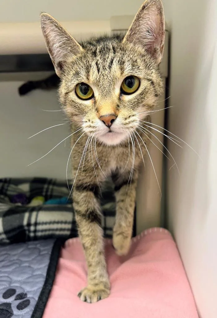 A young medium-sized female Domestic Short Hair cat named Marble for adoption in Bryant, AR