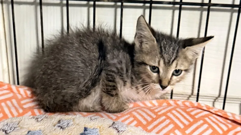 A baby small-sized male Tabby cat named Kit Ringo for adoption in Cypress, TX