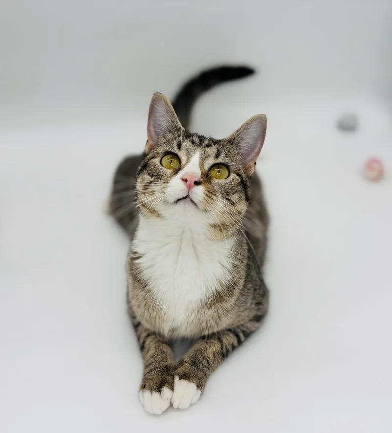 A young medium-sized male Tabby (Brown / Chocolate) Domestic Short Hair cat named Chi Chi & Digit for adoption in Lucedale, MS