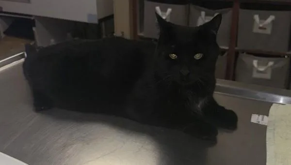 An adult medium-sized male Domestic Medium Hair cat named Finn for adoption in Dublin, CA