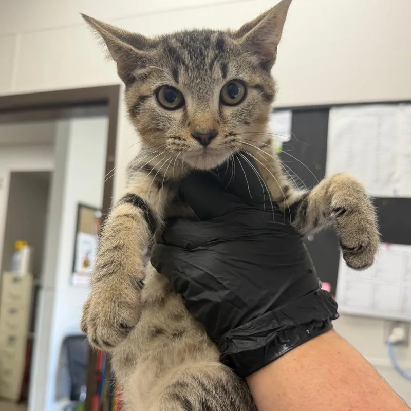 A baby small-sized male Black Domestic Short Hair cat named Zombie for adoption in Columbiana, AL