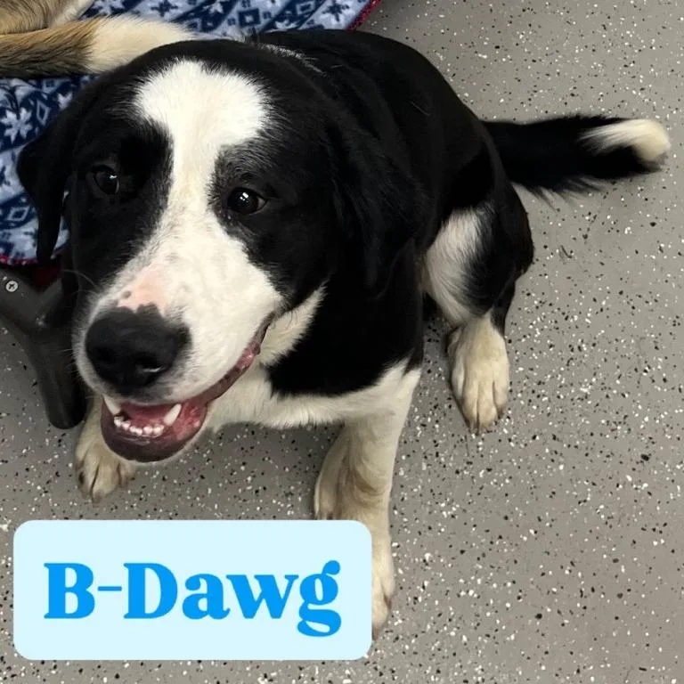 A young large-sized male Black Great Pyrenees dog named Bdawg for adoption in La Grange, KY