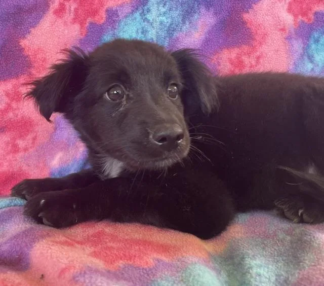 A young small-sized female Black Spaniel dog named Willow for adoption in Memphis, TN
