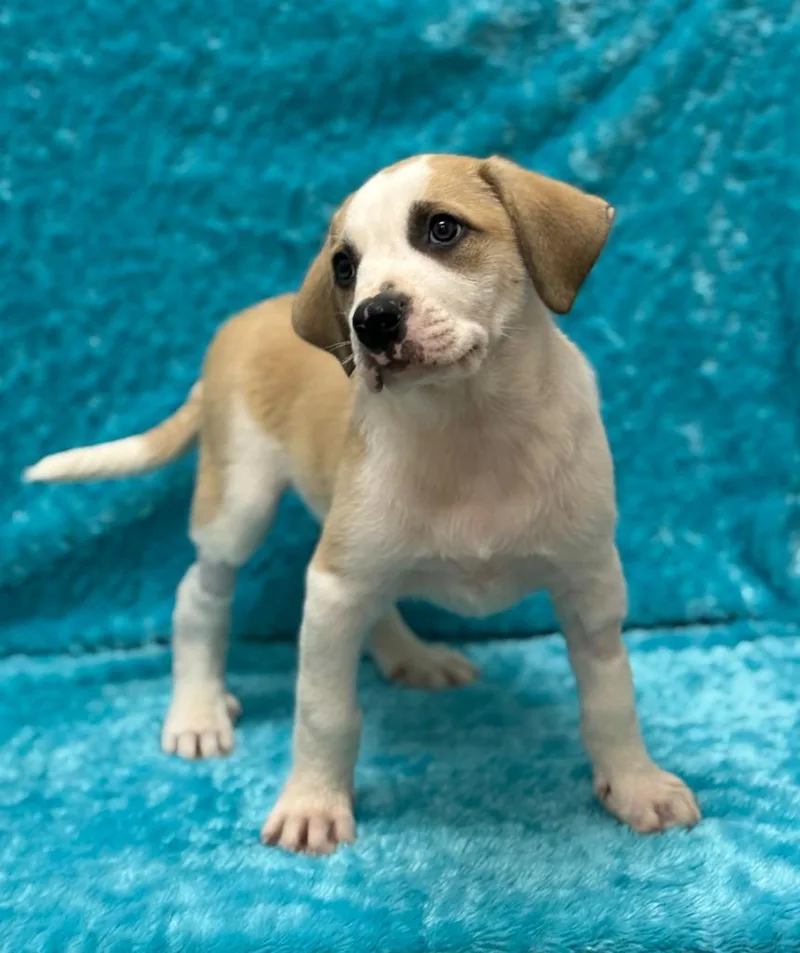 A baby small-sized male Pit Bull Terrier dog named Pigpen for adoption in Little Elm, TX
