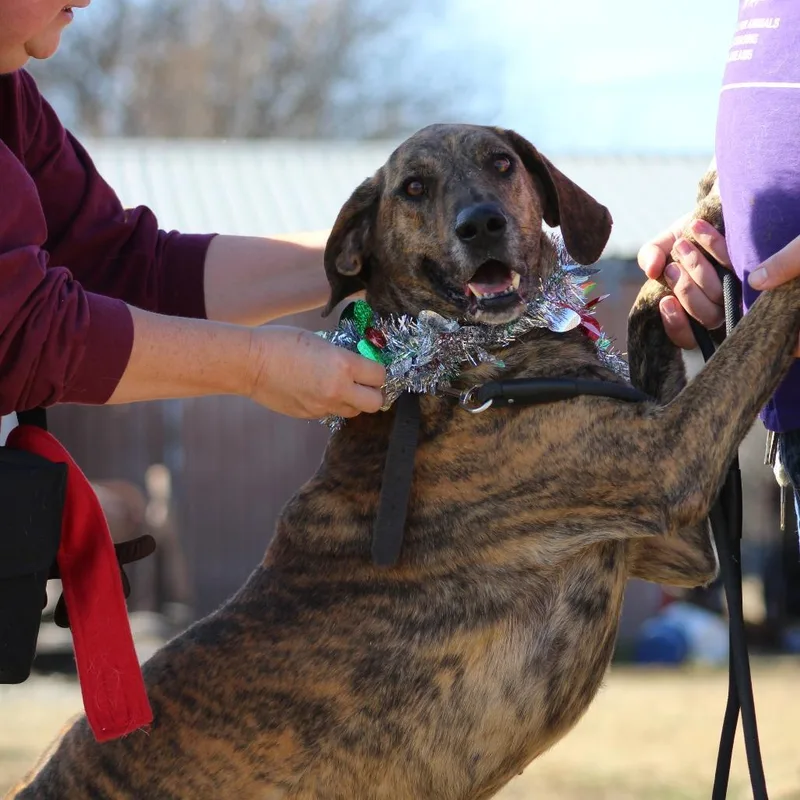 A senior extra large-sized female Brown / Chocolate Mixed Breed dog named Dani for adoption in Pauls Valley, OK