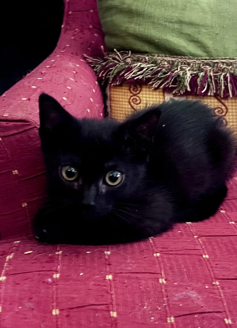 A baby medium-sized male Black Domestic Short Hair cat named Lightning for adoption in Oviedo, FL