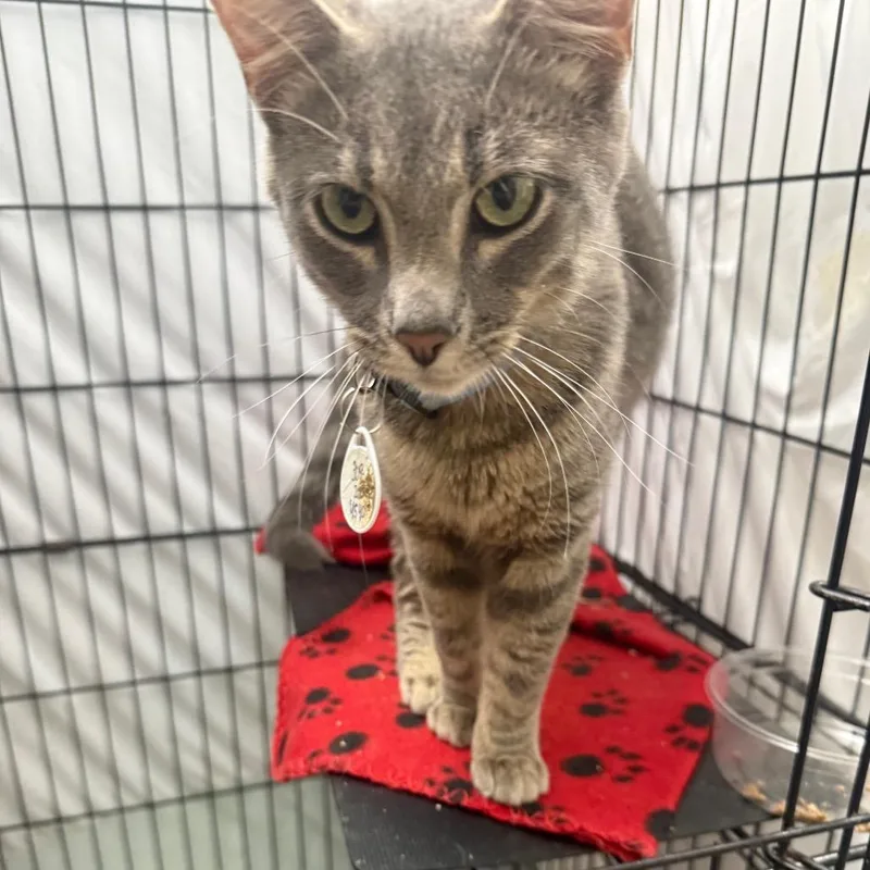 A young medium-sized male Gray / Blue / Silver Domestic Short Hair cat named Gatito for adoption in Normal, IL