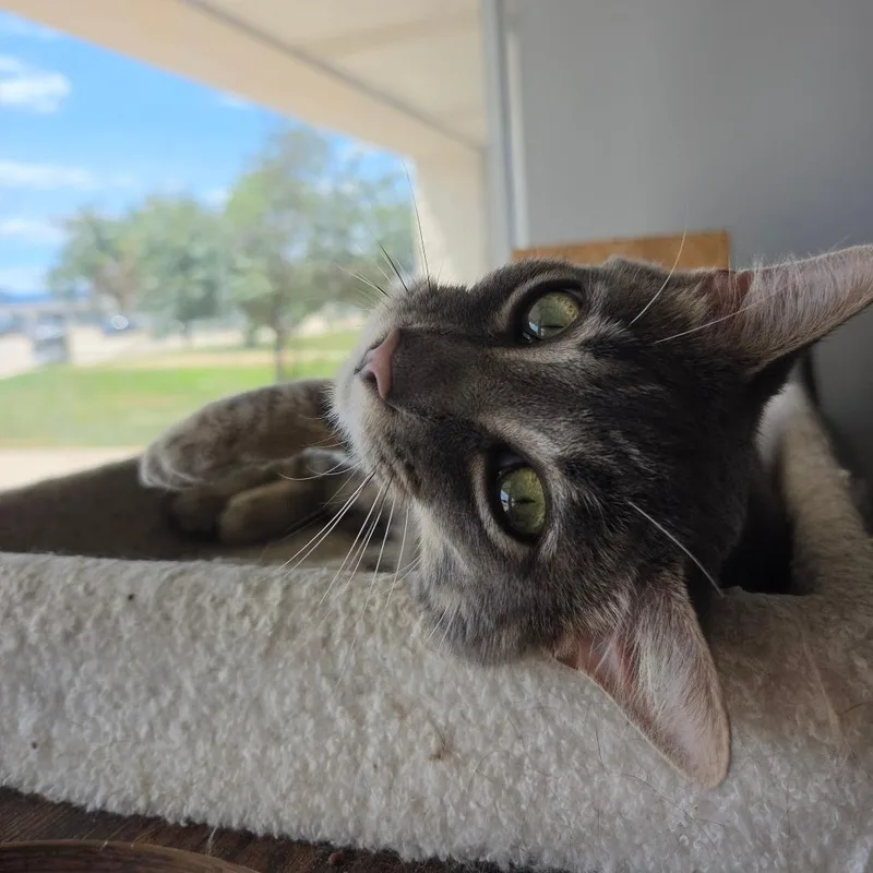 Gatito thumbnail 4