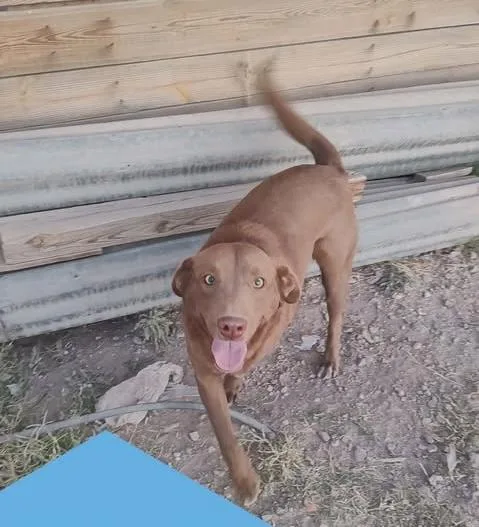 A young medium-sized male Brown / Chocolate Labrador Retriever dog named Murphy for adoption in Vernon, CT