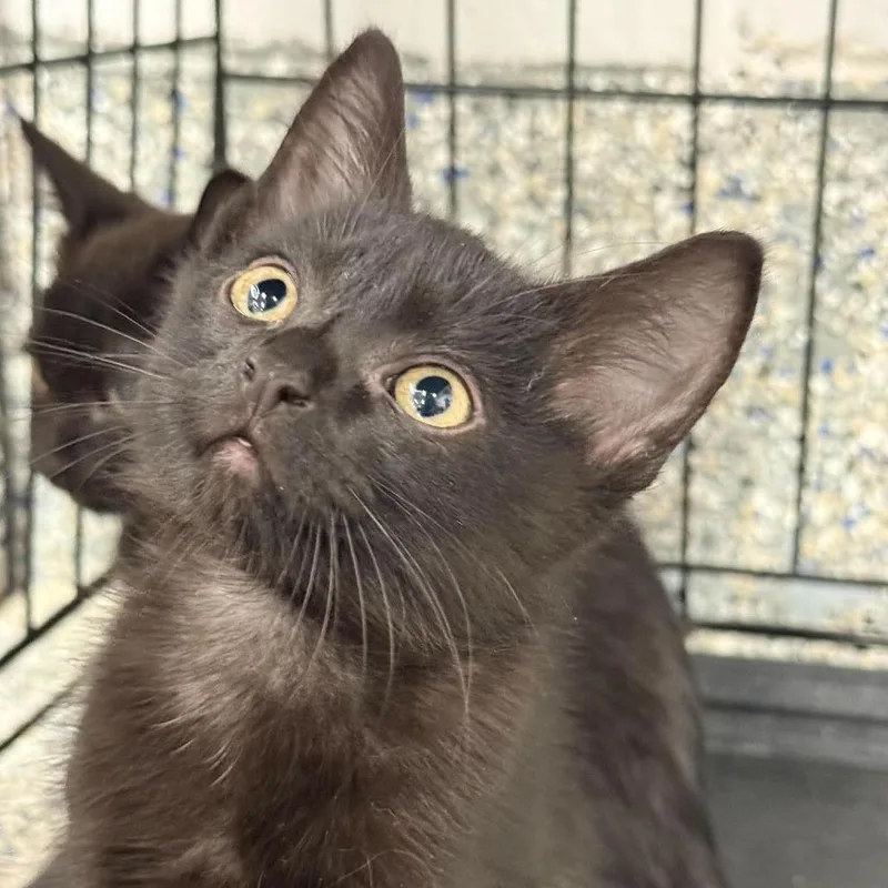 A baby small-sized male Black Domestic Short Hair cat named Shadow for adoption in Murray, UT