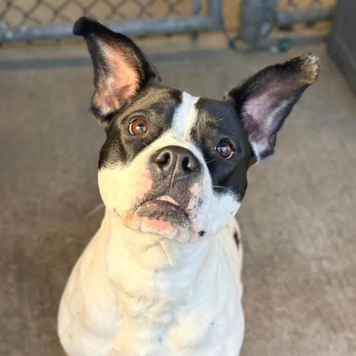An adult medium-sized female Black Mixed Breed dog named Snack Pack for adoption in Wheeling, IL