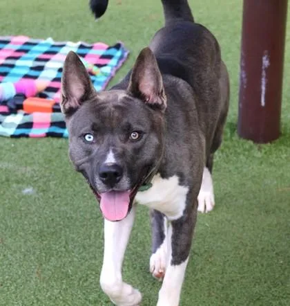 A young large-sized male Mixed Breed dog named Slushie for adoption in Athens, GA