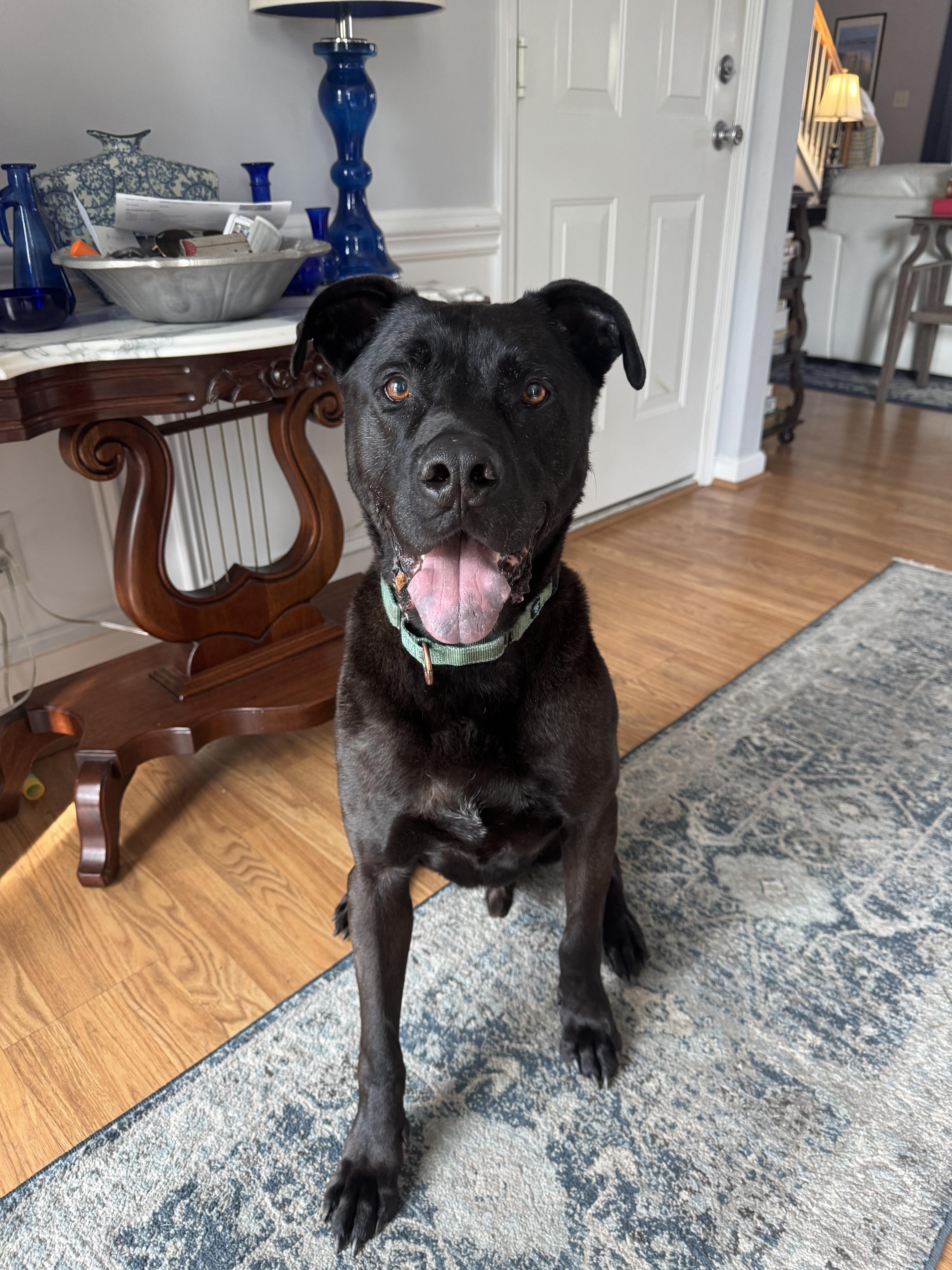 An adult large-sized male Labrador Retriever dog named Crowley for adoption in Franklin, TN